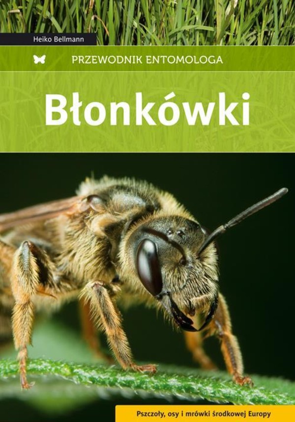 Błonkówki Przewodnik entomologa