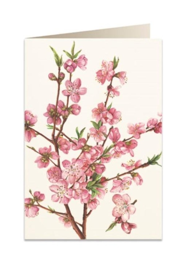 Karnet B6 + koperta Kwiat brzoskwini 5543