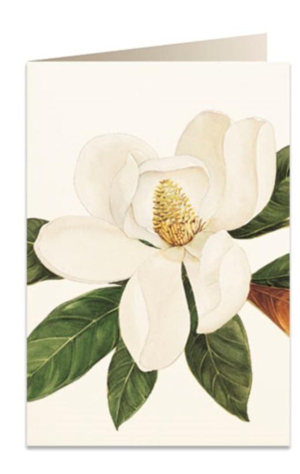 Karnet B6 + koperta Kwiat magnolii 5601