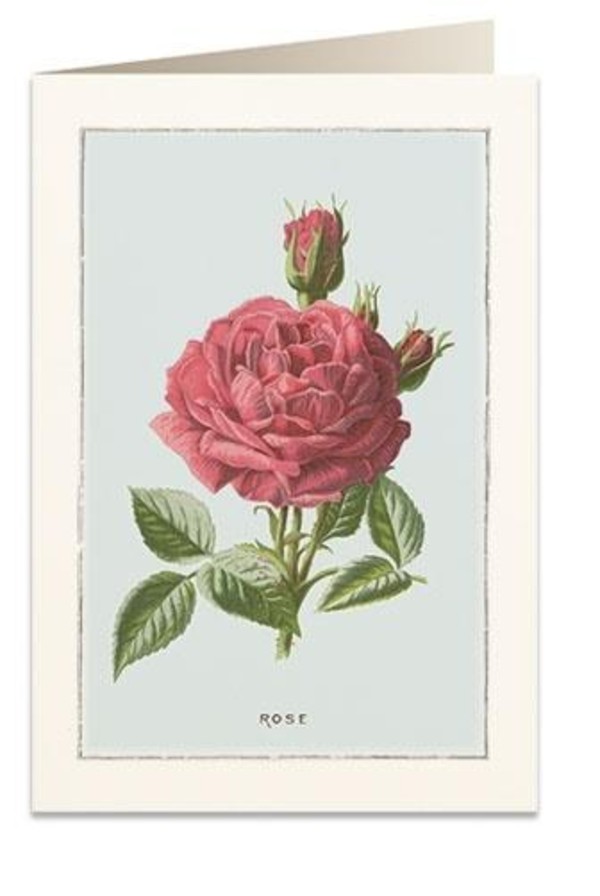 Karnet B6 + koperta Róża damasceńska 6019