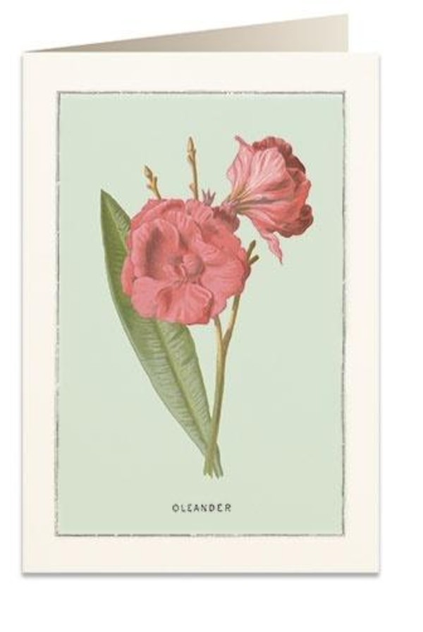 Karnet B6 + koperta Oleander 6023
