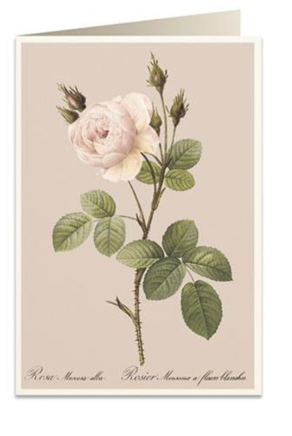 Karnet B6 + koperta Różowa róża 6065