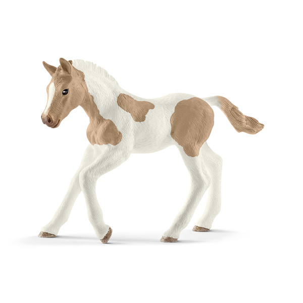 Koń paint horse foal