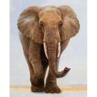 Malowanie po numerach. Słoń samotnik 40 x 50 5654