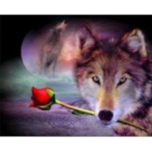 Malowanie po numerach Wilk z różą 40 x 50cm