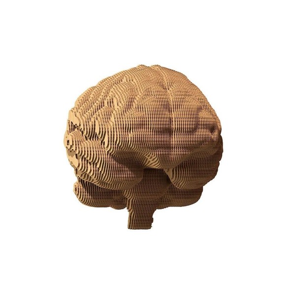 Puzzle 3D Mózg