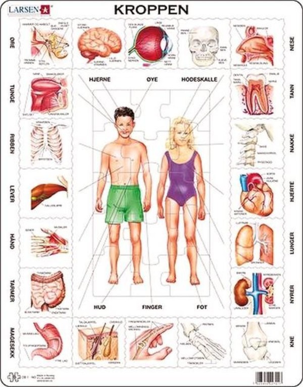 Układanka Nasze ciało 35 elementów
